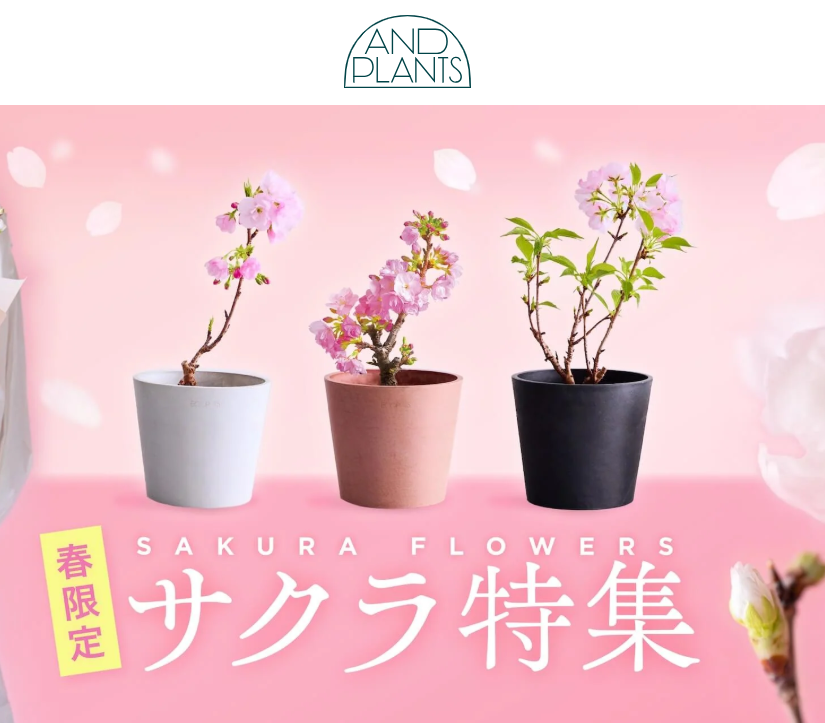 サクラの商品一覧-観葉植物-お花の通販-AND-PLANTS-アンドプランツ--02-05-2026_04_25_PM