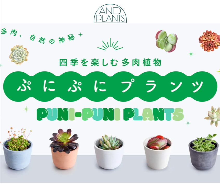 多肉植物の一覧なら可愛い観葉植物-お花の通販のアンドプランツ-02-05-2026_04_33_PM